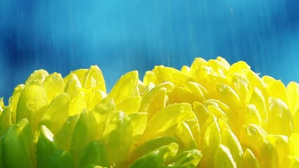 Sunlit yellow chrysanthemum flower under the rain against blue background. Slow motion. Beautiful nature. Close up with approaching effect. - Powered by Adobe