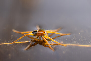 A spider walking on the water's surface in Myakka River State Park, Florida. It might be a species of Dolomedes but users should confirm because I'm not qualified to ID it definitively.