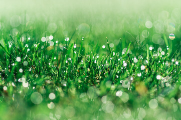 soczysta zielona trawa jako tło z kroplami rosy © Henryk Niestrój