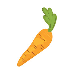 fresh carrot vegetable