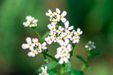 przytulia drobna roślina z małymi białymi kwiatkami