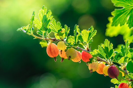 dojrzałe owoce agrestu na gałązce