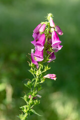 naparstnica purpurowa (Digitalis purpurea) wśród zielonych traw w lesie © Henryk Niestrój