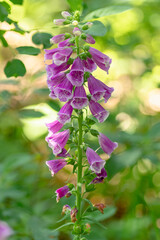 naparstnica purpurowa (Digitalis purpurea) wśród zielonych traw w lesie © Henryk Niestrój