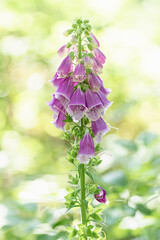 naparstnica purpurowa (Digitalis purpurea) wśród zielonych traw w lesie © Henryk Niestrój
