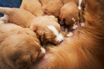 Obraz premium Female dog nursing cute puppies. Newborns of Nova Scotia Duck Tolling Retriever sucking breast milk..
