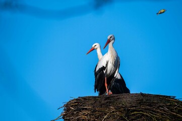 storks are sitting in their nest  with blue sky as background