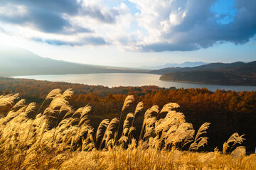 Pampas Grass & Lake