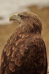 Animals - traditionally (since Aristotle) distinguished category of organisms, currently considered as a biological kingdom. Animals are the main object of study of zoology.