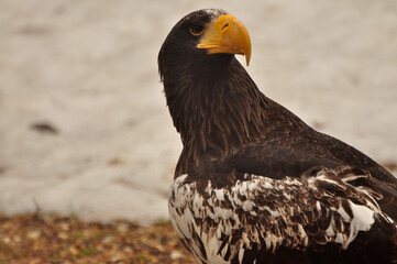 Animals - traditionally (since Aristotle) distinguished category of organisms, currently considered as a biological kingdom. Animals are the main object of study of zoology.