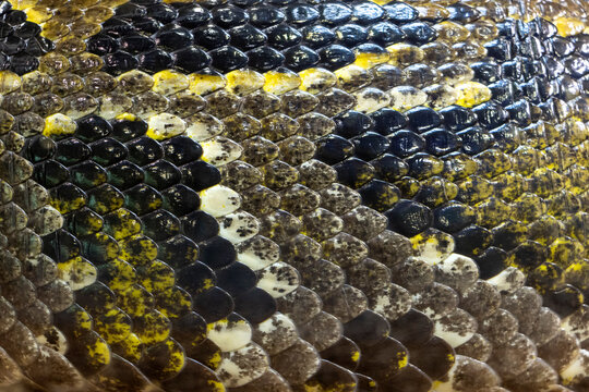 python snake skin texture