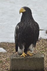 Animals - traditionally (since Aristotle) distinguished category of organisms, currently considered as a biological kingdom. Animals are the main object of study of zoology.