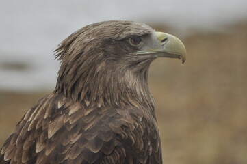 Animals - traditionally (since Aristotle) distinguished category of organisms, currently considered as a biological kingdom. Animals are the main object of study of zoology.