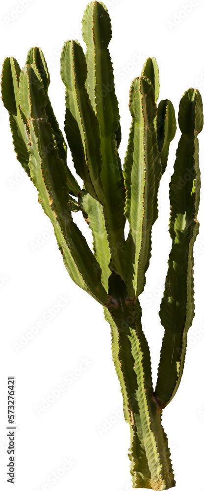 Poster Isolated cutout PNG of a cactus on a transparent background