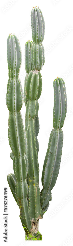 Poster Isolated cutout PNG of a cactus on a transparent background