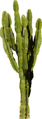 Isolated cutout PNG of a cactus on a transparent background