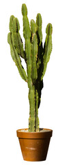 Isolated cutout PNG of a cactus on a transparent background