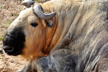 Animals - traditionally (since Aristotle) distinguished category of organisms, currently considered as a biological kingdom. Animals are the main object of study of zoology.