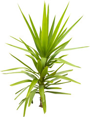 Isolated cutout PNG of a yucca on a transparent background	