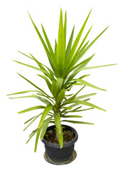Isolated cutout PNG of a yucca on a transparent background	