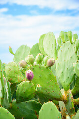 Prickly pear cactus or Indian fig opuntia with purple red fruits on a blue sky background.