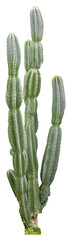 Isolated cutout PNG of a cactus on a transparent background