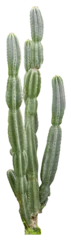 Poster Isolated cutout PNG of a cactus on a transparent background © NomadPhotoReference