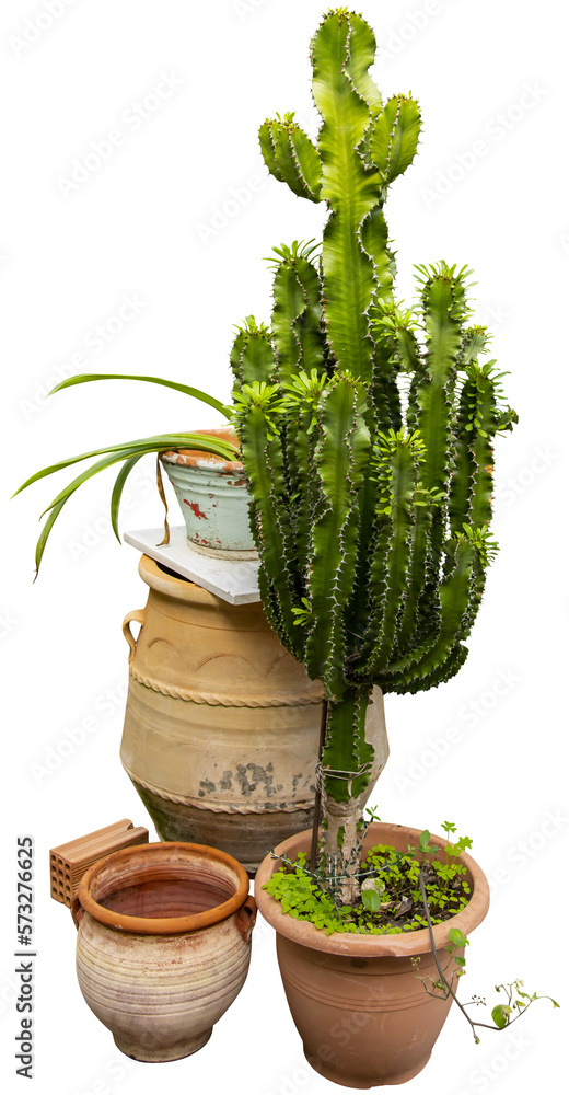 Poster isolated cutout png of a cactus on a transparent background