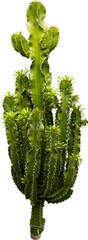 Isolated cutout PNG of a cactus on a transparent background © NomadPhotoReference