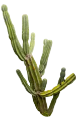 Papier peint photo Cactus Isolated cutout PNG of a cactus on a transparent background  © NomadPhotoReference