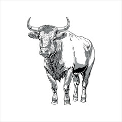 Bull vector black and white illustration