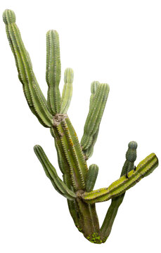 Isolated cutout PNG of a cactus on a transparent background