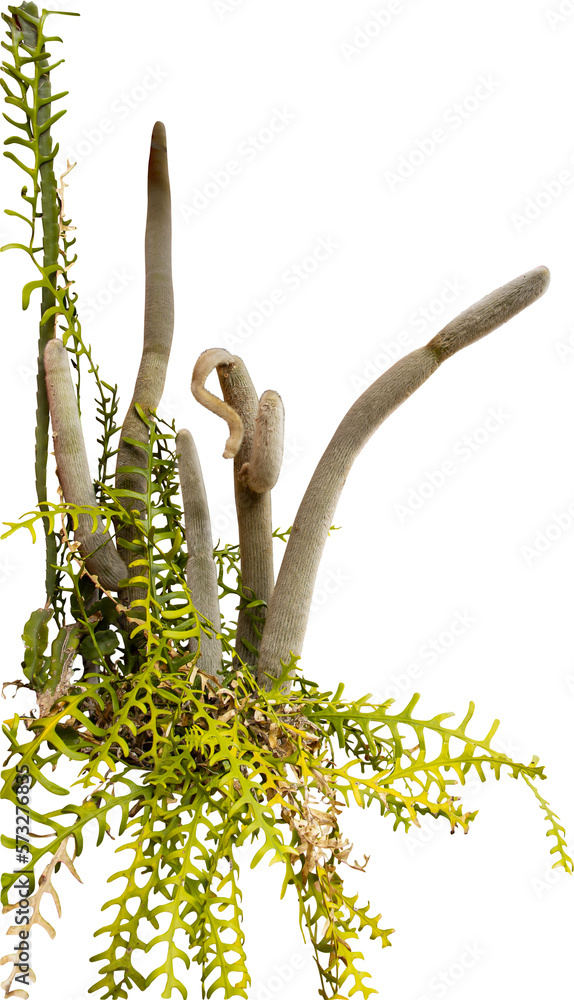 Poster isolated cutout png of a cactus on a transparent background