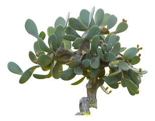 Isolated cutout PNG of a prickly pear on a transparent background	