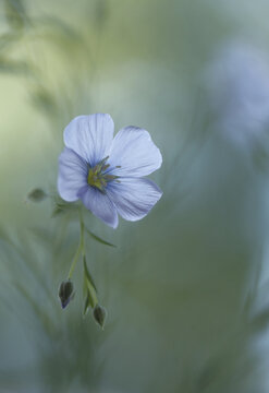 Delicate blue flax flowers on a blurred background.