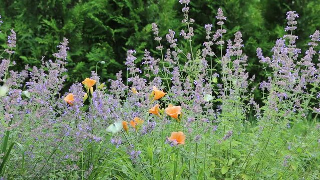 Many bright butterflies flutter over the purple flowers of the catnip and the orange flowers of the daylily.