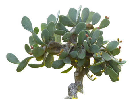 Isolated cutout PNG of a prickly pear on a transparent background	