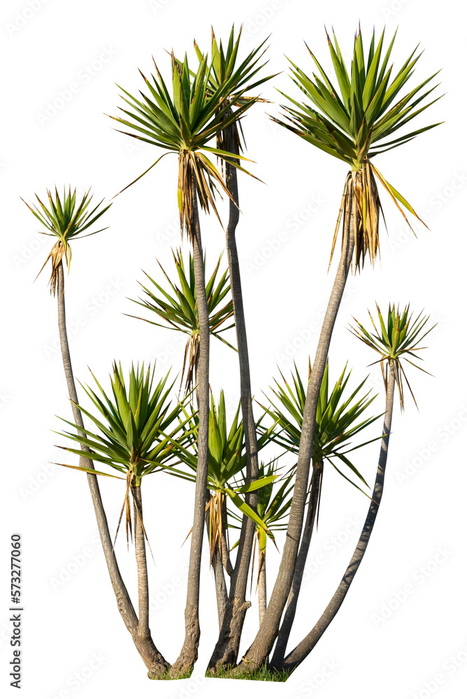 Aufkleber isolated cutout png of a yucca on a transparent background