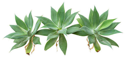 Isolated cutout PNG of agaves on a transparent background