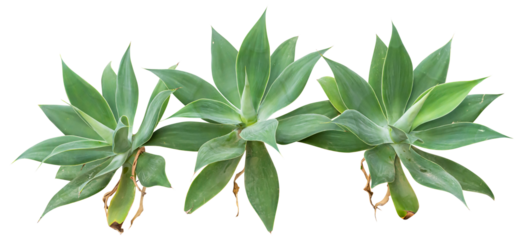 Isolated cutout PNG of agaves on a transparent background