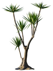 Isolated cutout PNG of a yucca on a transparent background	