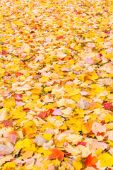 Essence of autumn: a carpet of maple leaves on the ground