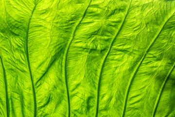 Closeup of large, soft green garden leaf (unidentified species of plant) with major veins and many fine ones, for background or element with motifs of genetics, circulation, patterns in nature