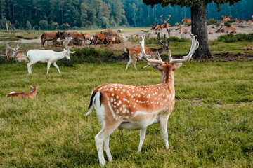 Naklejka na ściany i meble deer, stags with antlers walk in the meadow, deer garden