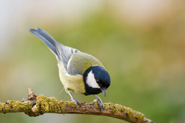 Great Tit perched