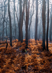 Vertical image of a misty forest with dead bracken on the foreground