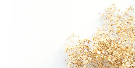 Dried fluffy plants, close up.