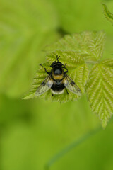 Vertical closeup on a bumblee mimicking plumehorn hoverfly, Volucella plumifrons sitting on a green leaf