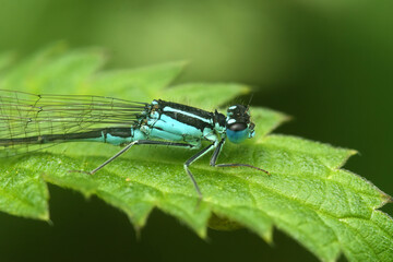 Closeup on a Blue-tailed damselfly Ischnura elegans eating sitting on a green leaf