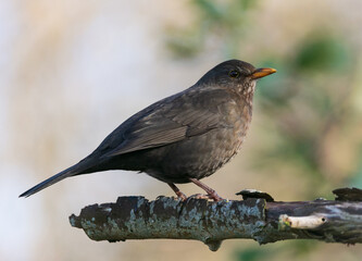 Brown female blackbird on perch in sunshine